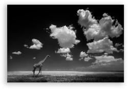 Norand Tablou Canvas - Girafa, Africa, Natura, Peisaj, Animal (03381)
