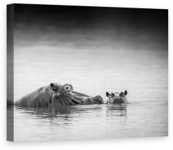 Norand Tablou Canvas - Nivelul Ochilor, Hipopotam (03406)