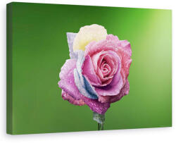 Norand Tablou canvas - Trandafir colorat, Flori, Roz, Roua, Petale (04451)