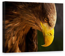 Norand Tablou Canvas - Vultur Urmarindu-Si Prada (04794)