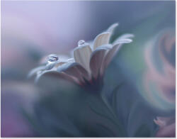 Norand Tablou Canvas - Frumusetea naturii, Floare Picaturi de Apa (03325)