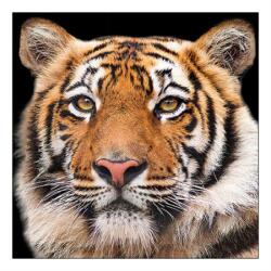 Szalvéta 33x33cm 20db/csomag Bengal Tiger, Bengáli tigris (AMB.13317640)