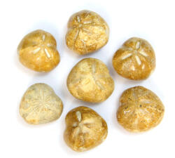 Fosil Pygurus - Stea de Mare - Echinoderme Natural Brut - 32-38 x 35-38 x 21-26 mm - (XL) - 1 Buc