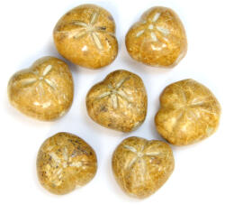  Fosil Stea de Mare - Echinoderme Natural Brut - 38-44 x 36-41 x 23-30 mm - (XL) - 1 Buc
