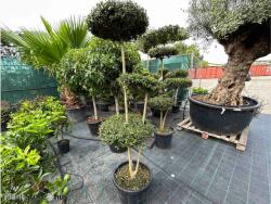 Ragyogás IM Kft Törpe Fagyal Ponpon 25l- Ligustrum Delavajanum[jonandrum] Ponpon