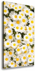 Wallmuralia. hu Egyedi vászonkép Százszorszép virágok 60x120 cm