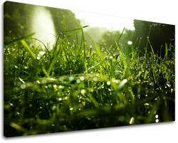  Fali festmény RASTLINY RA001E11