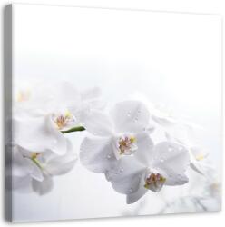 Gario Vászonkép Fehér orchidea fehér háttéren Méret: 30 x 30 cm