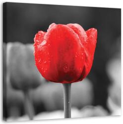 Gario Vászonkép Piros tulipán Méret: 30 x 30 cm