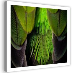 Gario Vászonkép Lime zöld tollak Méret: 30 x 30 cm