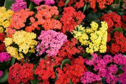  Kalanchoe korallvirág 3 db 9 cm-es cserépben vegyes színekben