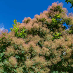  Cotinus coggygria - Cserszömörce - Konténeres