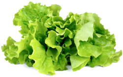  Zöld saláta növénykapszula 3 db (SGR32X3)