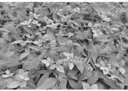 Komar Fototapet alb-negru Forest Floor