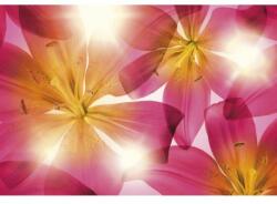 Komar Fototapet floral Crini roz