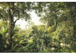 Komar Fototapet Padure tropicala