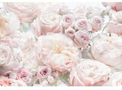 Komar Fototapet flori Trandafiri roz