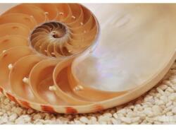 Komar Fototapet Cochilie Nautilus