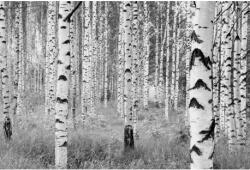 Komar Fototapet Padure de mesteceni alb-negru