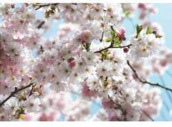 Komar Fototapet Flori de cires Hanami