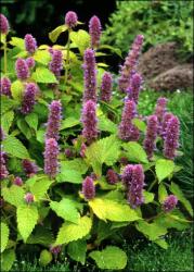  Kорейска мента (Agastache rugosa Син клас/Blue spike)