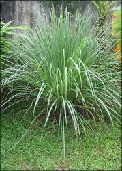  Лимонова трева (Cymbopogon flexuosus)