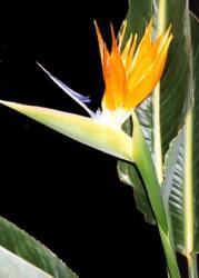  Стрелиция (Strelitzia reginae)