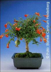 Мини нар (Рunica granatum nana)