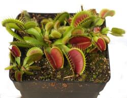  Венерина Мухоловка (Dionaea muscipula)
