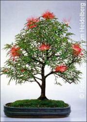  Калиандра, розово пухчеста пудра(Calliandra haematocephala)