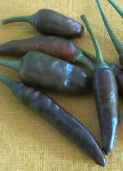  Hot Chocolate (Capsicum annum)