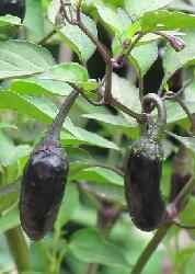  Purple Tiger (Capsicum chinense)
