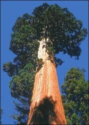  Гигантска секвоя (Sequoiadendron gigantea)