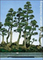  Австралйиски бор (Casuarina equisetifolia)
