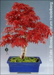  Червенолистен японски клен (Acer palmatum atropurpureum)
