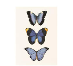 The Zoologist Archives Kék pillangók művészi nyomat, print A4 (ZOO108A4)