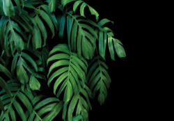 Consalnet Zöld trópusi levelek fekete háttéren poszter, fotótapéta, Vlies (416 x 290 cm) (C1-14549VEXXXXL)