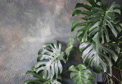 Consalnet Zöld trópusi levelek beton háttéren poszter, fotótapéta, Vlies (416 x 290 cm) (C1-14551VEXXXXL)