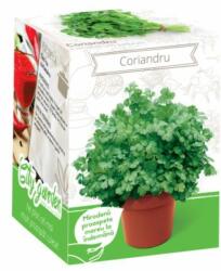 Yurta Kit Plante Aromatice Coriandru (HCTA01829)