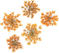  Szárított Virág - Orange