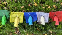 PinkTara Buddha Gyertyák - az öt elem színeivel