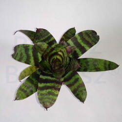  Bromélia (Vriesea splendens)