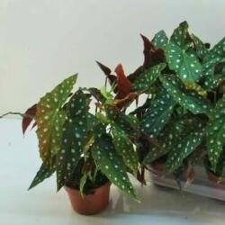  Pöttyös begónia ‘wightii’ (Begonia maculata)