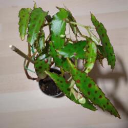  Begónia - Begonia amphioxus