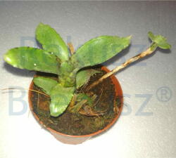  Törpe bromélia (Neoregelia lilliputiana)