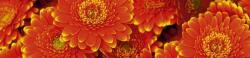  Konyhai Falmatrica - Piros Gerbera Virágok - 260x60 cm (DMKI260-059)