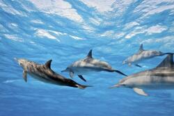  Delfinek a víz alatt, poszter tapéta 375*250 cm (MS-5-0218)