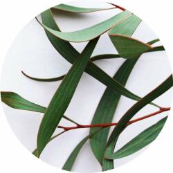Eukaliptusz illóolaj 50 ml (i-0038)