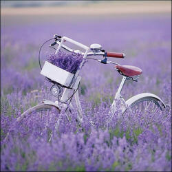 Ambiente Bike In Lavender Field papírszalvéta 33x33cm, 20db-os - perfectodekor