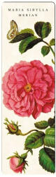Fridolin Könyvjelző 5x16cm, Maria Sibylla Merian: Rose, large - perfectodekor